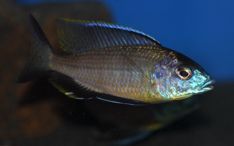 Nyassachromis prostoma 'Ntekete'